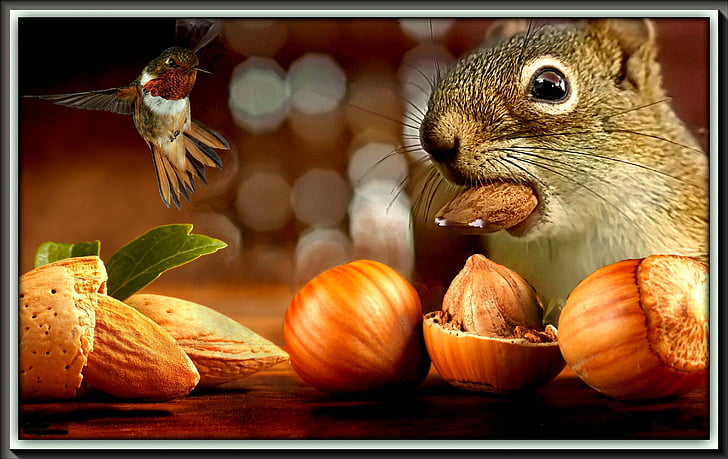 the squirrel, nuts, fruit, bird, eating, meal, treats