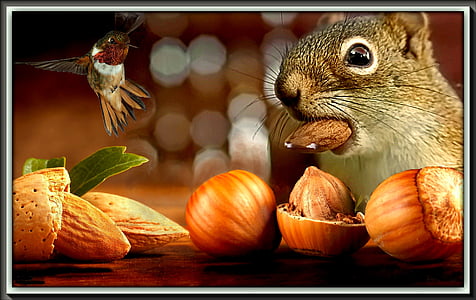 de eekhoorn, noten, fruit, vogel, eten, maaltijd, traktaties