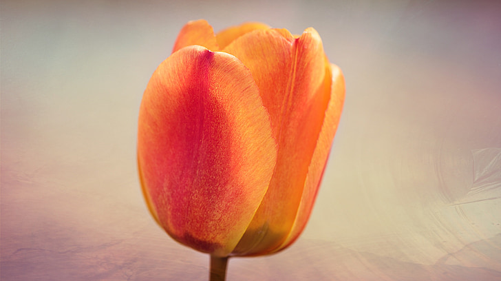 Tulipa, flor, flor, flor, vermelho alaranjado, flor de primavera, schnittblume