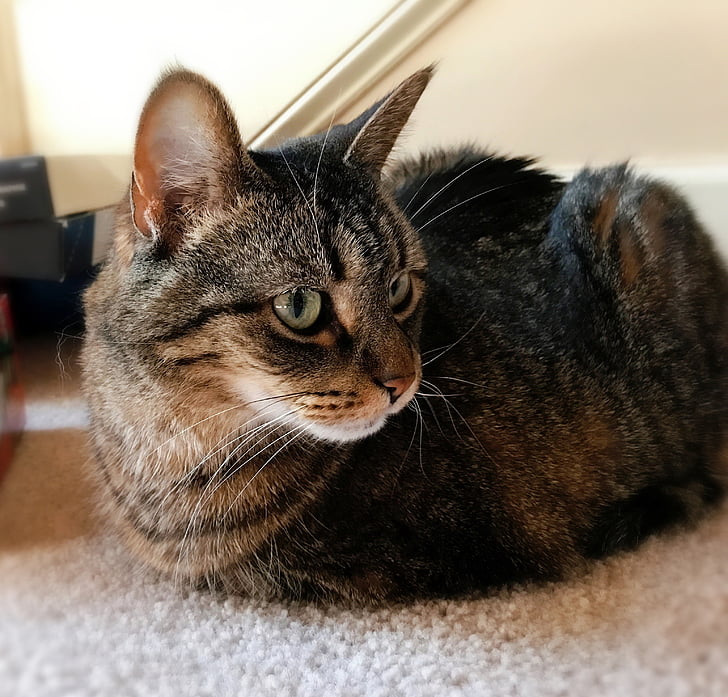 cat, feline, pets, pet, domestic, fur, whisker