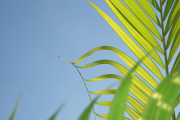 Leaf, kokosová palma, rastlín
