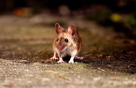ratón, roedor, lindo, mamíferos, Nager, naturaleza, animal