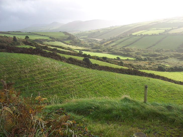 Ирландия, поле, пасища, пейзаж, сцена, земеделие, страна