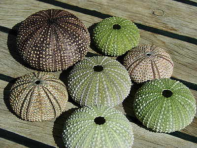 sea urchins, shell, sea
