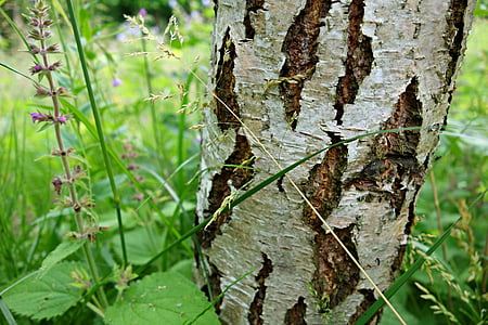 Björk, Björken, träd, bark, trunk, silvrig, struktur
