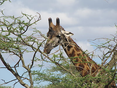 giraff, huvud, träd, mat, Tanzania