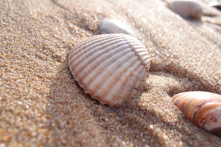Shell, Beach, suvel, liiv, puhkus, liiva taust