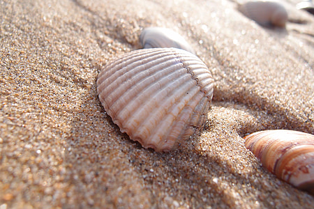 Shell, pláž, léto, písek, dovolená, písek pozadí