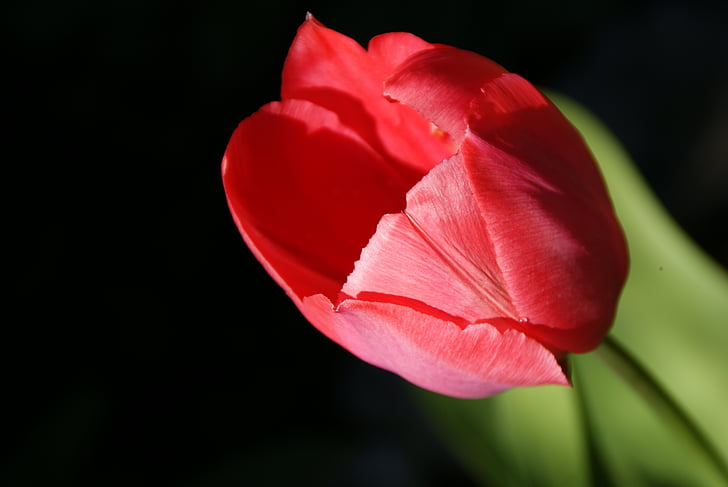 Tulip, lill, õis, Bloom, kevadel, punane, Sulgege