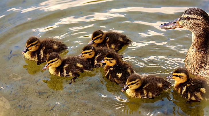 mallards, chicks, baby, swim, small, cute, sweet