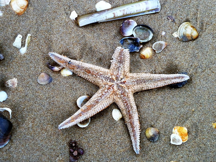 Starfish, strand, shell, schillen, zand, zee, natuur