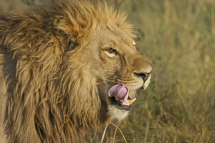djur, djur fotografering, stor katt, lejon, Predator, Safari, vildkatt