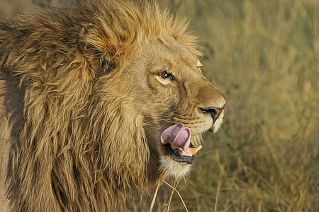 dyr, dyr fotografering, stor kat, løve, Predator, Safari, vildkat