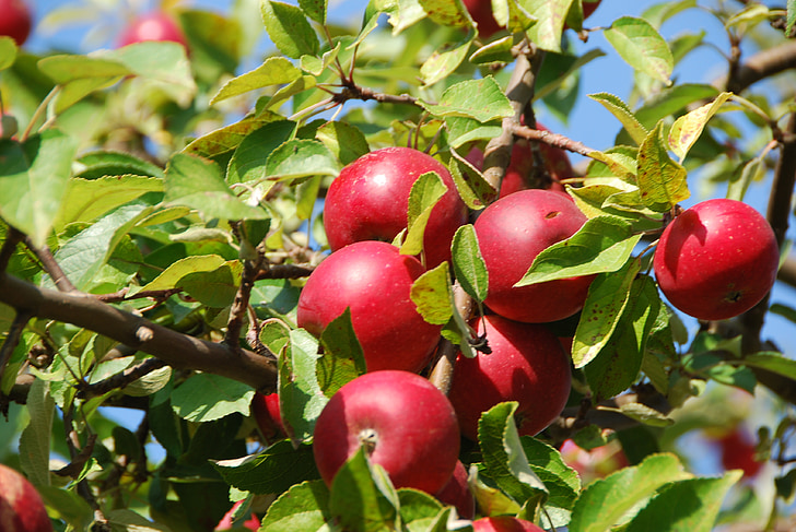 apple tree, apple, orchard