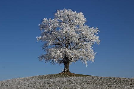 скреж, зимни, дърво, Фрост, природата, зимни, слънце