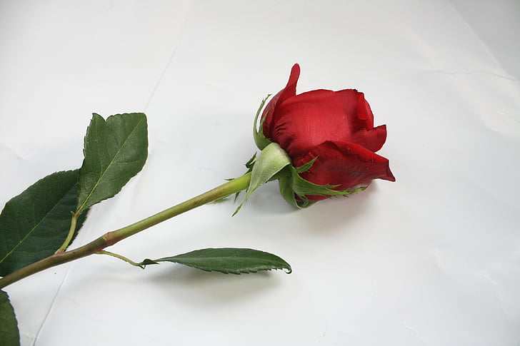 rose, flower, stem