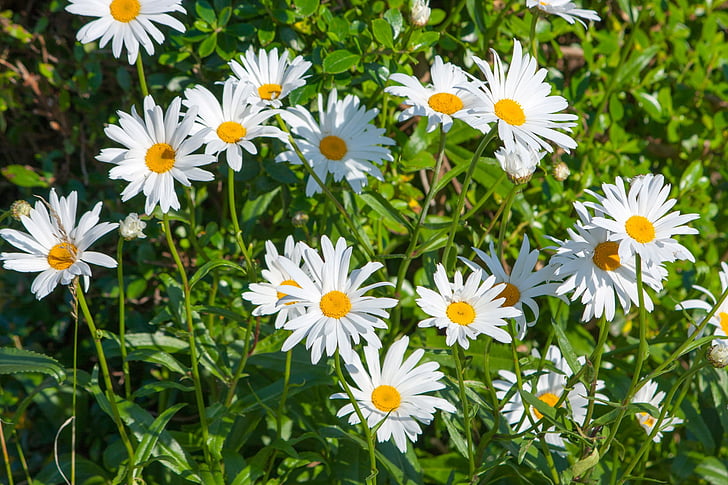 Daisy, marguerites, fleurs, assez, blanc, nature, plante