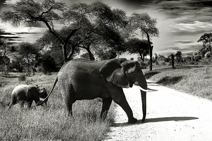 grayscale, photo, elephants, crossing, road, day, time