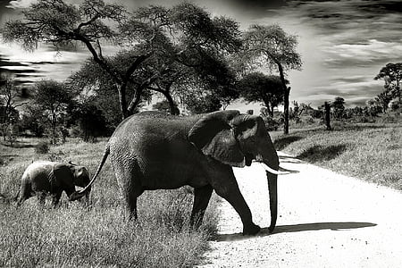 grayscale, foto, Gajah, menyeberang, jalan, hari, waktu
