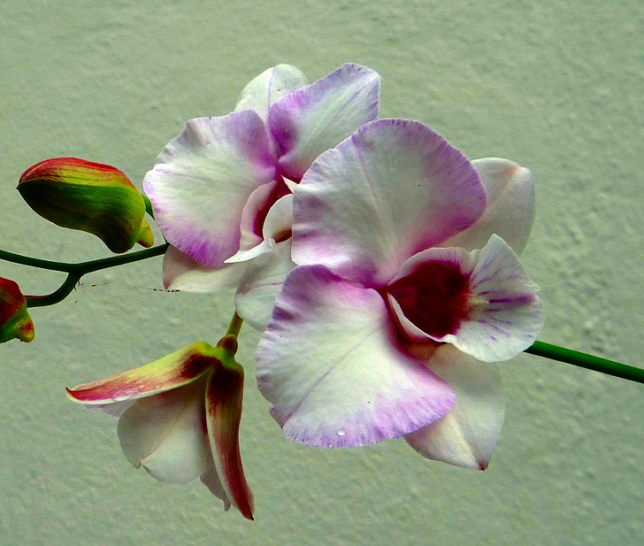 orchid, flower, pink rock orchid, white, pink, pink rock lily, capt king's dendrobium