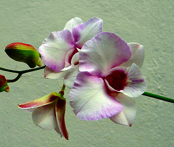 orhideja, cvet, Pink rock orhidej, bela, roza, Pink rock lily, dendrobium Capt kralj