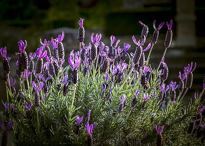 Lavendel, Blumenstrauß, Blume, Floral, lila, Natur, Anlage