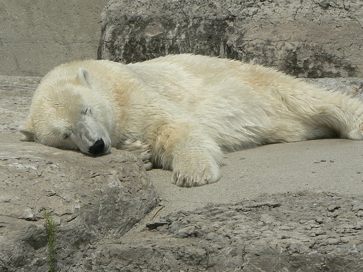 polar, bear, napping, animal, relaxation, bliss, one animal