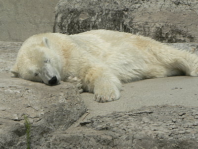 polar, urso, tirando uma soneca, animal, relaxamento, felicidade, um animal