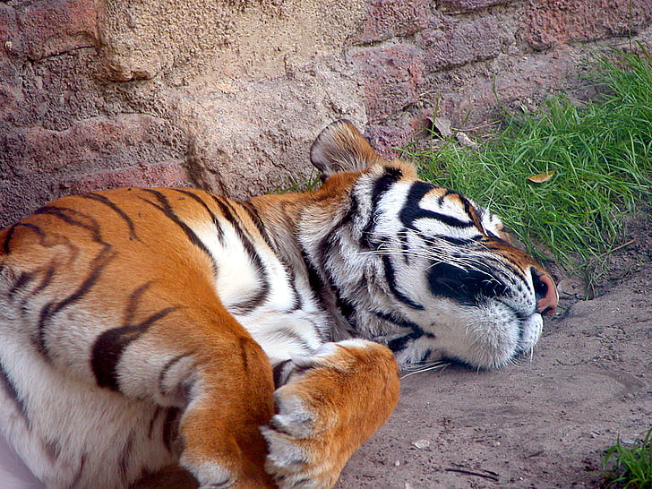 tigre, gran gat, vida silvestre, animal, dormint, mamífer, gran