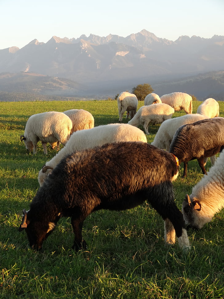 Gamta, pieva, žolės, avių, juoda avis, kalnai, Tatrai