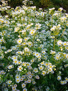 hierba de septiembre, flor, floración, Blanco, oferta, pequeño, aster de Myrtle