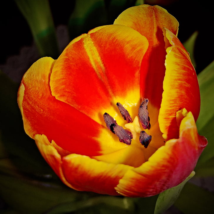 fleur, Tulip, fermer, floraison unique, pétales rouges jaunes, étamines de la fleur marron, s’épanouit