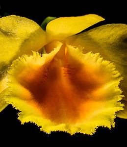 Metsik orhidee, Orchid, õis, Bloom, lill, kollane