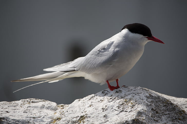 arctic tern, farne, seabird, tern, bird, nature, arctic