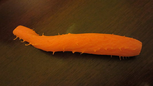 carrot, vegetable, orange, orange color, no people, one animal, close-up