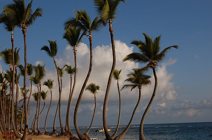 Punta cana, Karību jūras valstis, palmas, Viesnīca, daba, pludmale, baseins