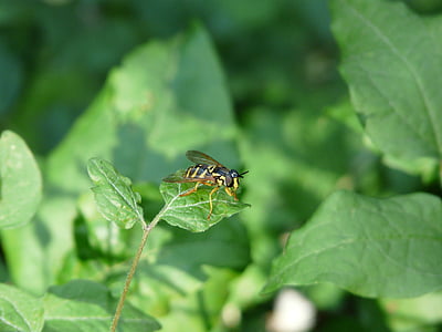 syrphide, hoverfly, tawon, serangga, alam, makro, hijau