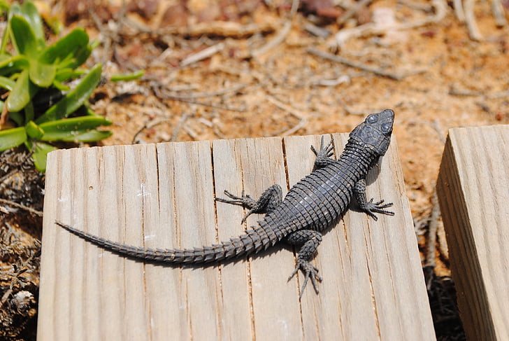 Gecko, Eidechse, Salamander, Südafrika, Cape point, Kap der guten Hoffnung, Reptil