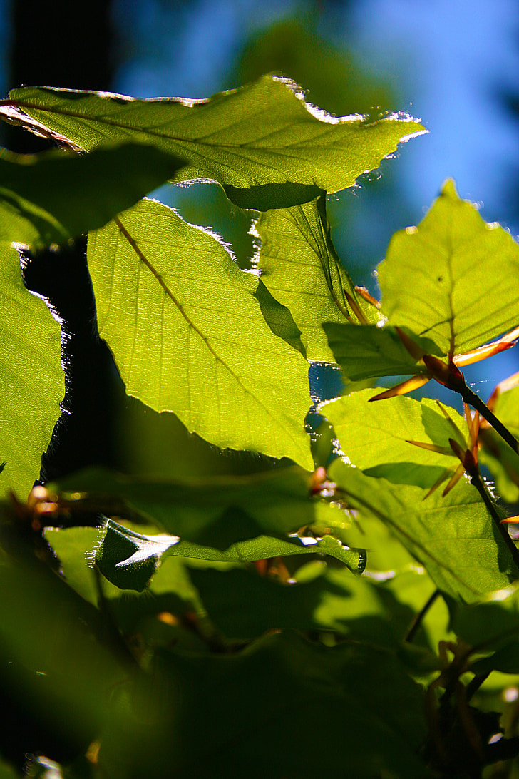 beech leaves, may, spring