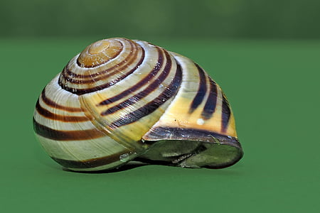 slak, shell, weekdier, sluiten, langzaam, slak shell, reptielen