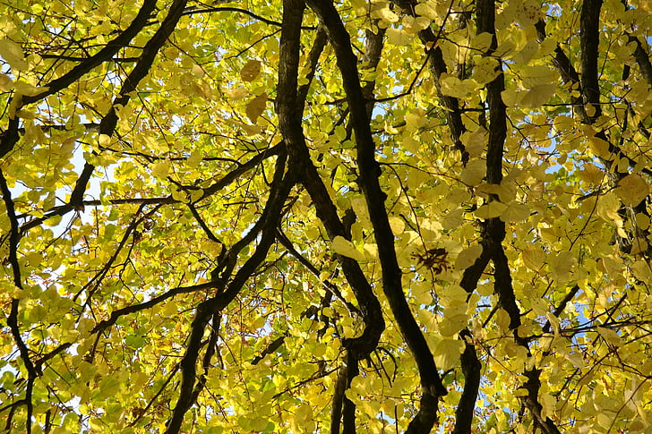 Linde, strom, podzim, barevný podzim, listy, žlutá, padajícího listí