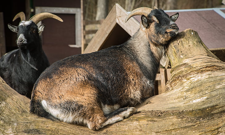 goat, lazy, animal, rest, brown, sleepy, afternoon sun