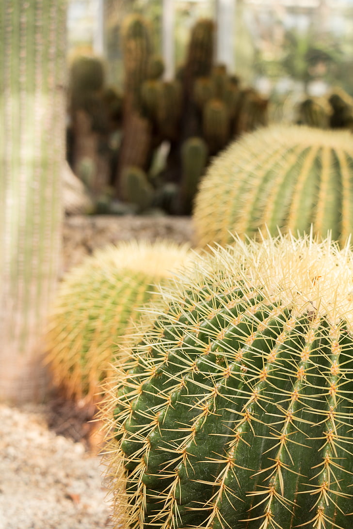 Cactus, svärmor stol, taggig, öken, Anläggningen, sporre, torr