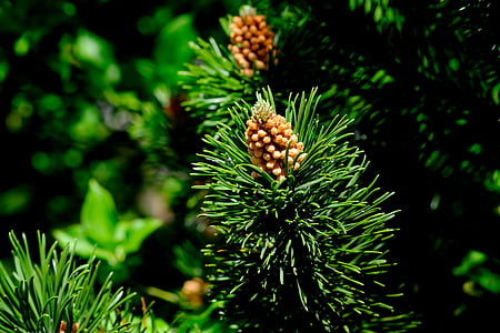 pine cones, spruce, conifer, forest, nature, brown, tree