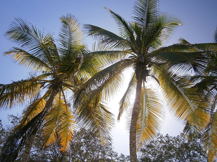 palmy, Plaża, Tropical, Natura, Słońce, kokosowy, cień
