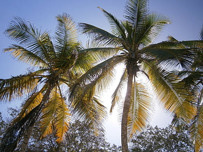 palmiers, plage, Tropical, nature, Dim, noix de coco, ombre