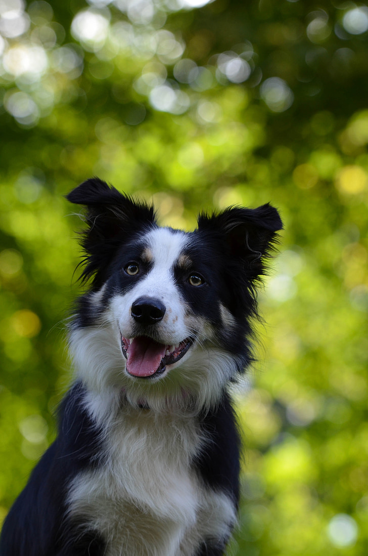 Бордър Коли, Портрет, внимание, куче, любопитни, чиста порода куче, британски овчарка