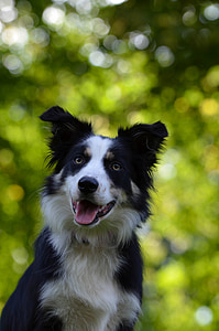 Bordercollie, Portret, aandacht, hond, nieuwsgierig, rasechte hond, Britse herdershond