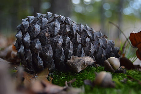 Příroda, Woods, Les, Borovicová šiška, strom, podzim, detail