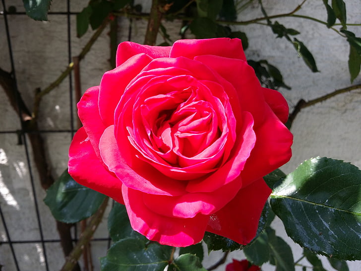 rote rose, blühende rose, Blumen, Er liebte Blumen, stieg, Rose Blume